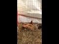 Dust bathing chicks