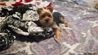 Vicious Yorkies Yells At Mom