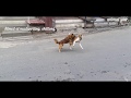 dogs on street fighting