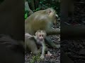 Ep107. The Ultimate Monkey Compilation to Make Your Day Instantly Better