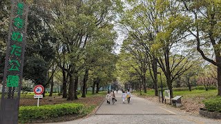 【高画質FHDお花見ライブカメラ】砧公園　お花見　Kinuta Park Cherry Blossom Viewing【live camera】