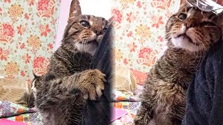 An Abandoned Old Cat Can't Stop Thanking People Who Adopted Him by BazPaws 29,754 views 4 days ago 2 minutes, 12 seconds