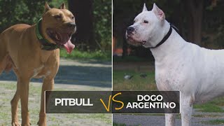 How to Differentiate a Pit Bull from a Dogo Argentino? by Chihu Life 790 views 2 years ago 2 minutes, 1 second