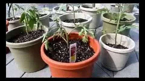 Jak zabránit tomu, aby rostliny rajčat v horku neuschly?
