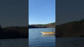 Tree Swallows hunting insects