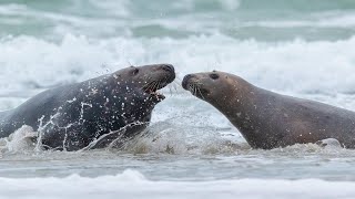 Grey Seals: Seals of the Atlantic Shores by Familiarity With Animals (FWA) 237 views 2 weeks ago 4 minutes, 33 seconds