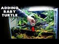 ADDING BABY TURTLE & FISH TO NEW HABITAT!! MD FISH TANKS