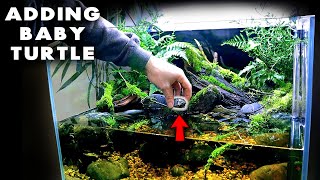 ADDING BABY TURTLE & FISH TO NEW HABITAT!! MD FISH TANKS