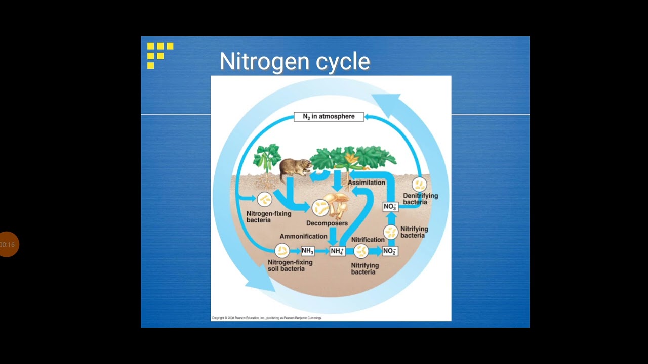 BIOGEOCHEMICAL CYCLE - YouTube