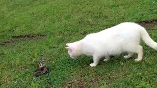 Snake vs Cat - Mossy Oak