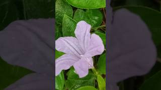 Morning flower #flowers #nature#shorts #ytshorts