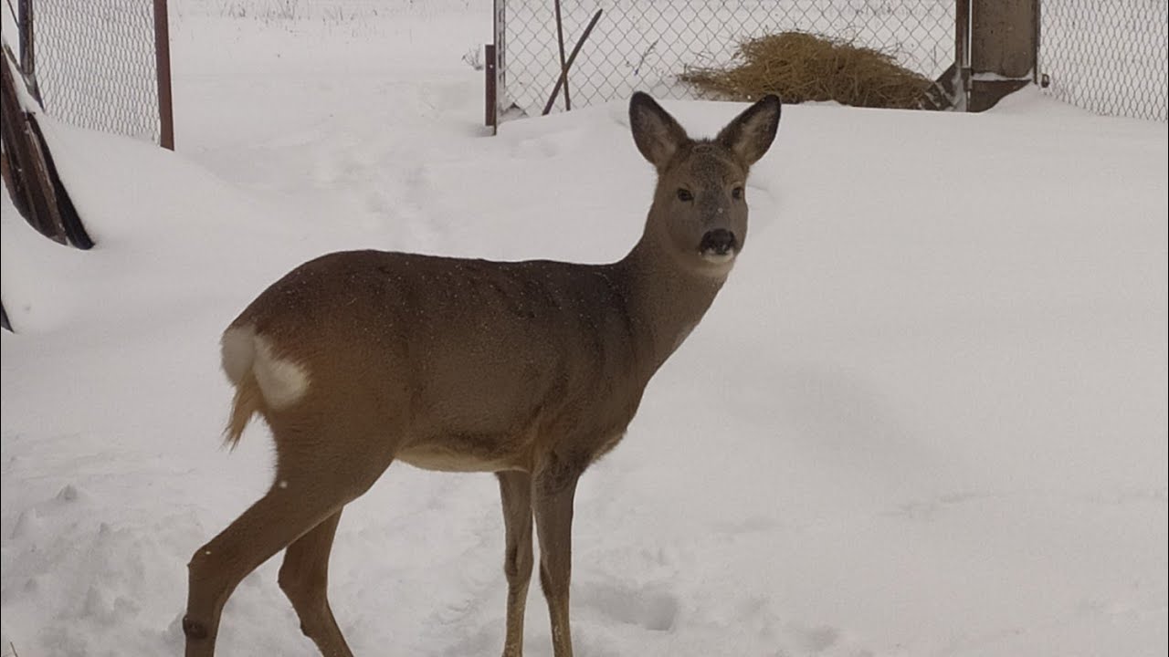 Всё-таки заяц или косуля. Мара дома.