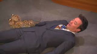 Robert Irwin's Baby cat  play with  Jimmy