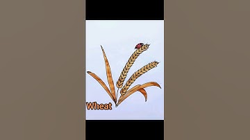 Wheat drawing easy tips #shorts #wheat