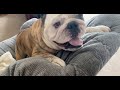 Reuben the bulldog the other white meat