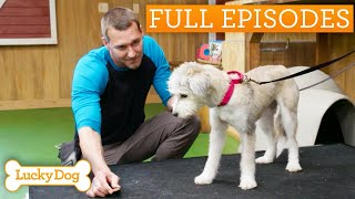 Incredible Stray Dog Shows Off Her Secret Talent | Lucky Dog Double Episode