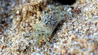 Sand Bubbler Crab - Australian Beach Crab | Short Documentary Resimi