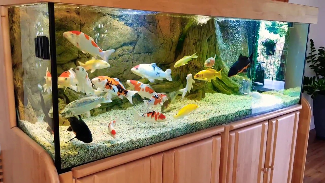 indoor koi fish tank