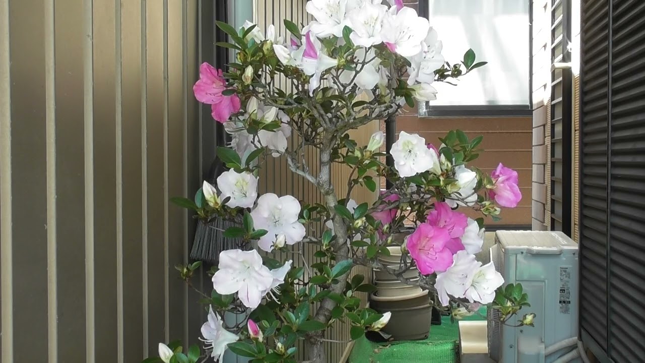 サツキBONSAI盆栽の花が咲いたので撮ってみた。 - YouTube