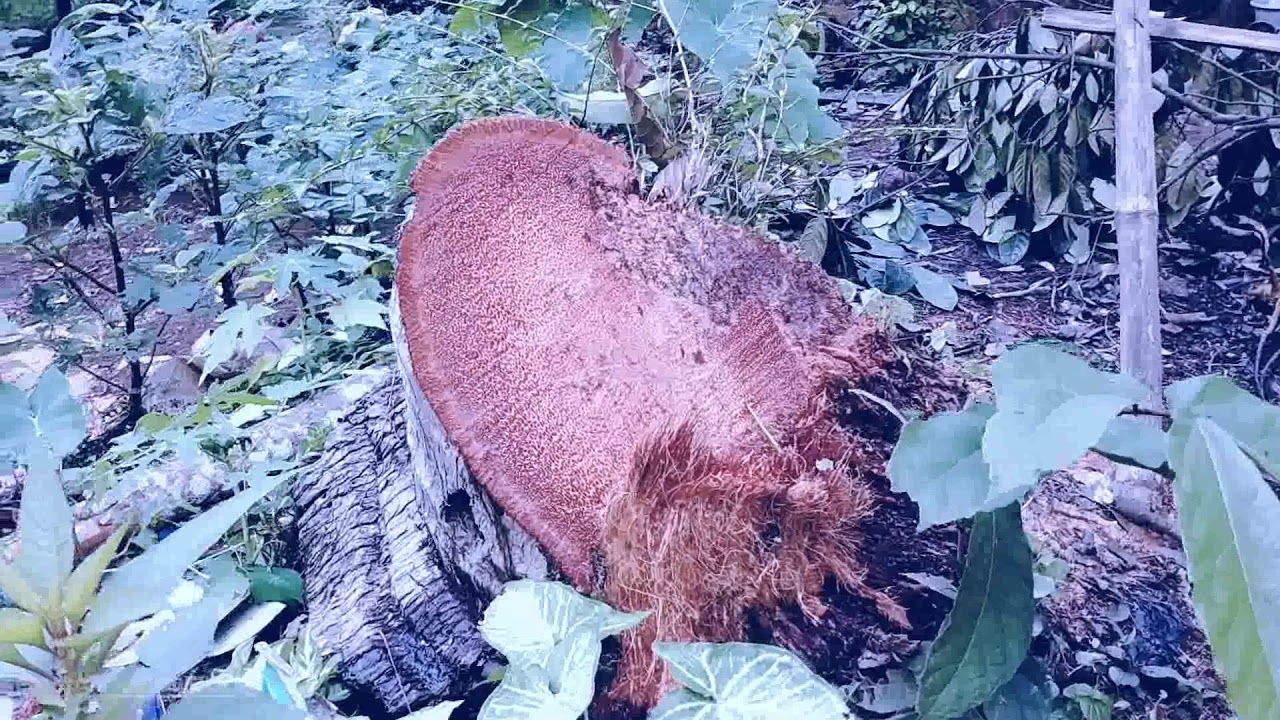Ngala Tungge | Urang Sunda Pandeglang 