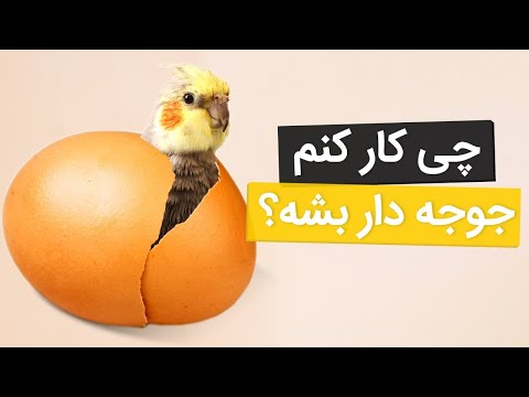 تصویری: پرندگان در خانه. چگونه مراقبت کنیم؟