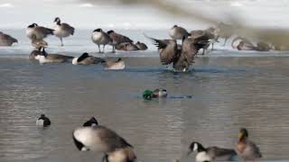 Mallards Mating at Camp Ernst Lake in Boone County, Kentucky