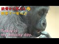 キンタロウ、鉄骨から落ちる！！鉄柱からも落ちる！！ついていない日！！京都市動物園・ゴリラ【Gorilla,Kintaro's bad day.】