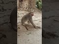 monkey 🐒🐒🐒