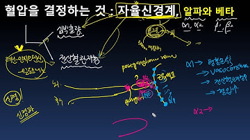 혈압을 결정하는 것 - 알파와 베타