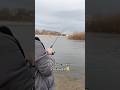 Неплохой результат для 2 января😉 #рыбалка #fishing #щука #зимняяловлярыбы #новыйгод #зима