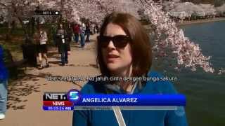 NET5-Berseminya Bunga Sakura di Amerika