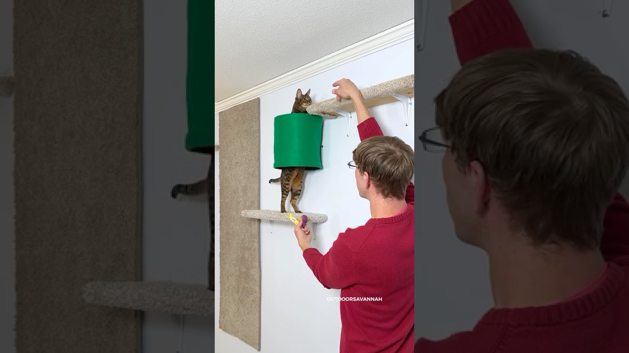How I Shoulder Trained My Cat 🐈 #cat 썸네일