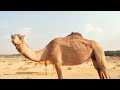 Camel helps passersby to reach their destination   uae  route to al dhaid sharjah