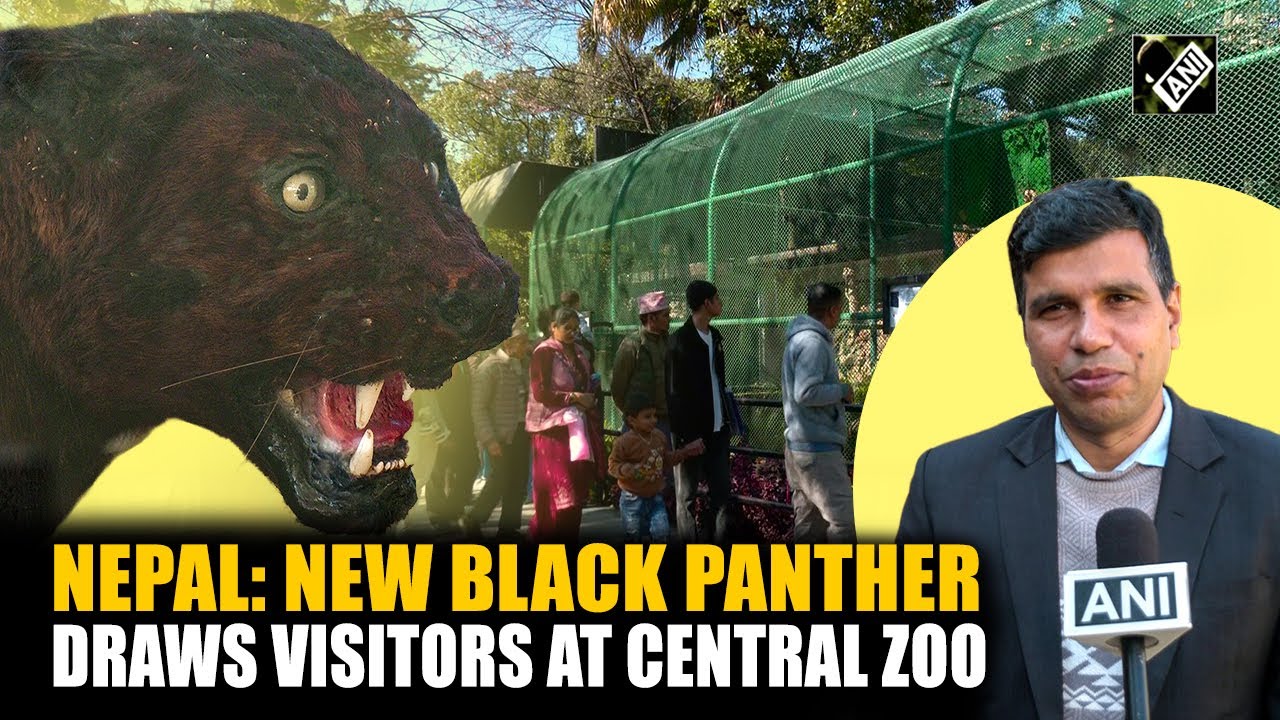 Black panther makes public appearance at Central Zoo in Nepal