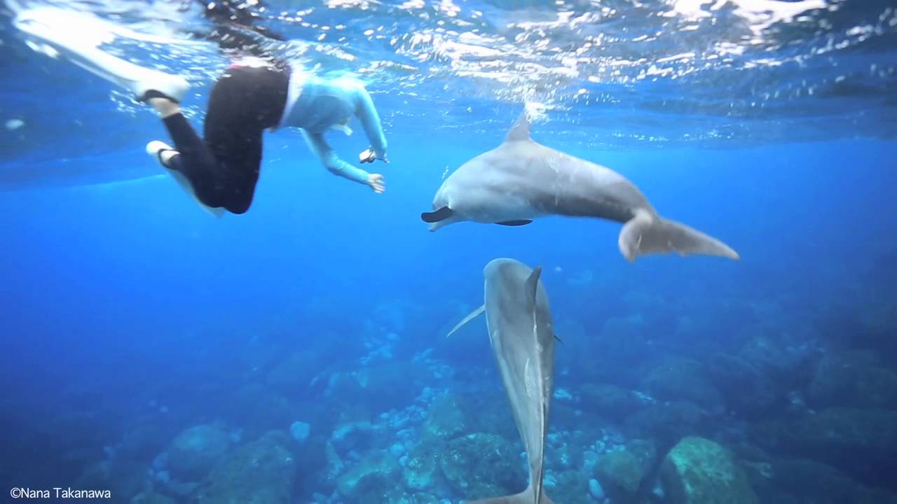 野生 の イルカ と 泳ぐ