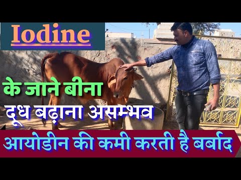 आयोडीन के जाने बीना गाय भैंस का दूध बढ़ाना असम्भव / Iodine Details for Animal  Ramawat