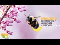 TIERRA FÉRTIL Tv-  Insectos benéficos y abejorros para la polinización (02.07.22)