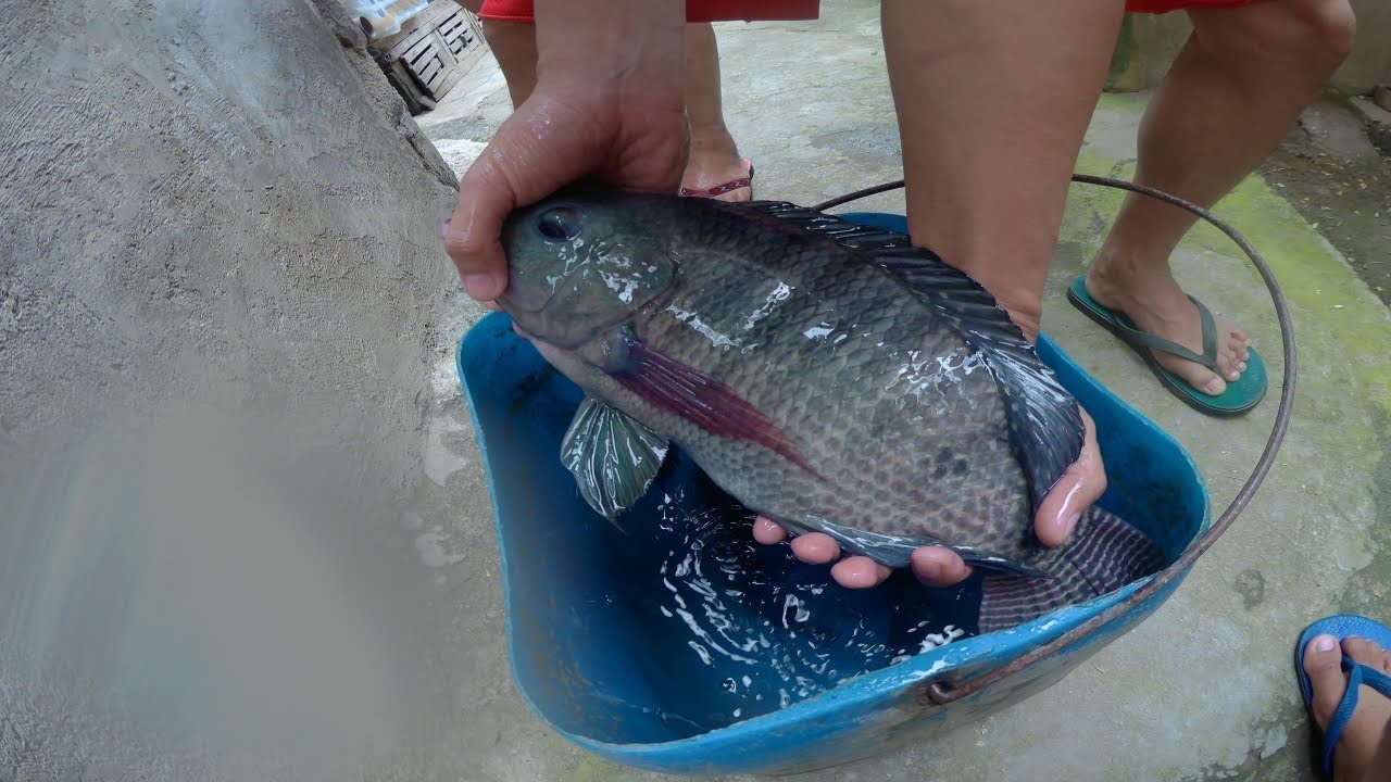 Can Tilapia Reproduce In A Pond?