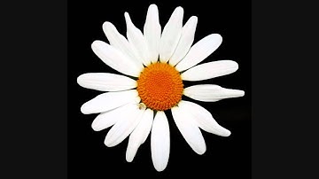 Subreachers - Elysian Fields