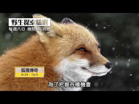 SMART知識台【野生探索精選三】精彩預告