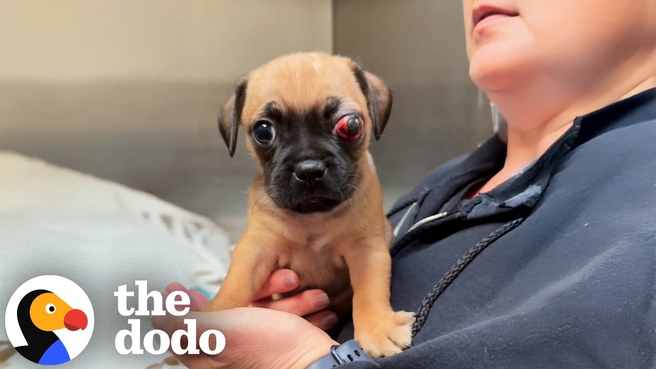Tiny Pug Abandoned In A Box Won’t Let Anything Slow Him Down | The Dodo
