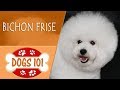 Dogs 101 -  BICHON FRISE - Top Dog Facts About the  BICHON FRISE の動画、YouTube動画。