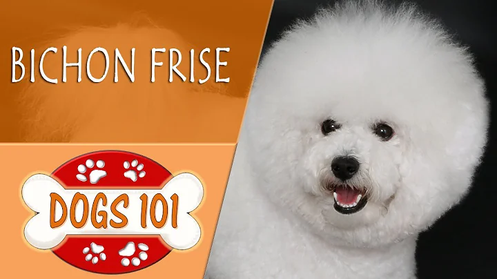 Dogs 101 -  BICHON FRISE - Top Dog Facts About the  BICHON FRISE - DayDayNews