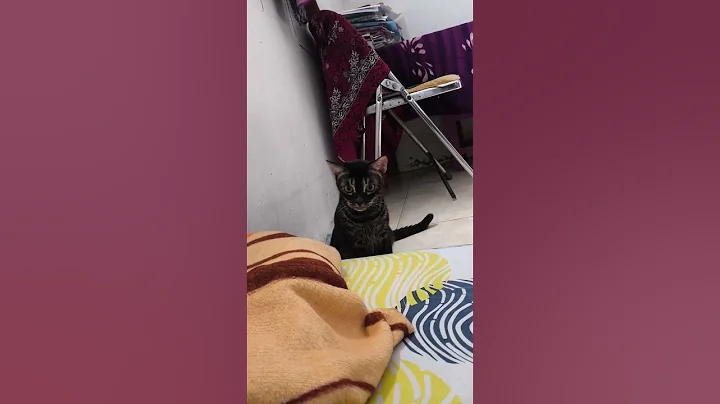 Video 11656061: bengal kitten cat cutecat, bengal kitten funnycats, bengal cat cute kittens, bengal cat funny kitten