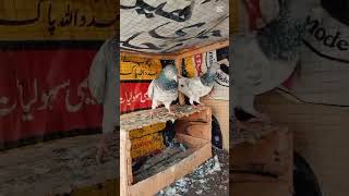 #pigeon #music #foryou #kabootar# youtube viral video public 🕊️🥰
