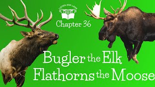Burgess Animal Book Chapter 36: Bugler, Flathorns and Wanderhoof