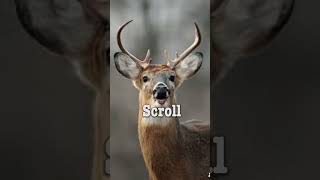Your buck if you#jesus#deer#bowhuntig#music#