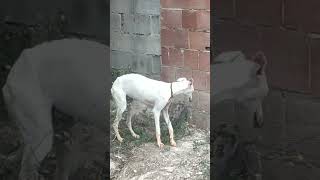 Vluable dogs (greyhound) unknown in Morocco