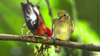 Club-Winged Manakin