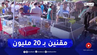 طائر الحسون بـ 20 مليون سنتيم ..   إدمان من نوع خاص